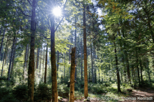 Waldspaziergang im Sonnenlicht mit hohen Bäumen und grünem Laub, ideal für Natur- und Wanderliebhabe.