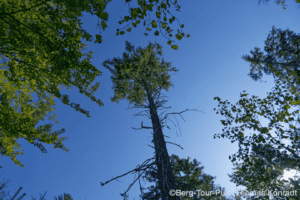 Bergtour in den Wäldern mit Blick nach oben auf einen hohen Baum.