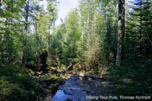 Bergwald im Nationalpark mit Fluss und hohen Bäumen, Naturerlebnis in den Bergen.