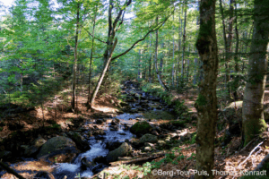 Fluss im grünen Wald, Natur, Bäume, Wasser, Wanderung.