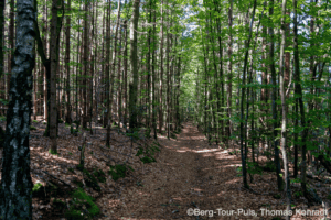 Wanderweg im dichten, grünen Wald mit Sonnenlicht durch die Bäume.