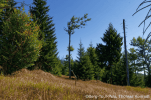 Wald und Bergwiese mit Kiefern und Gräsern unter blauem Himmel.