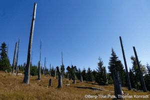 Alte Baumstämme und Kiefern im Bergwald bei klarem Himmel.