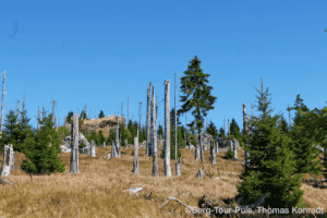 Wanderung durch eine alpine Landschaft mit Baumstümpfen und Felsen.