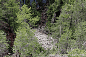Bergpfad im dichten, grünen Wald mit Felsen und Bäumen.