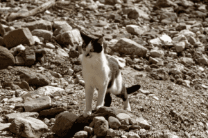 Katze auf felsigem Bergpfad, Naturerlebnis, Outdoor-Abenteuer.