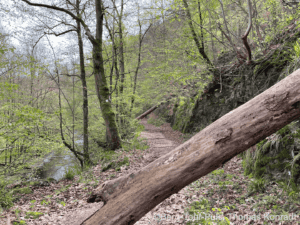 Wanderweg im grünen Wald mit umgestürztem Baum und Fluss im Hintergrund.