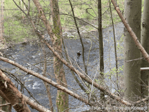 Fluss im Wald mit Bäumen und Wasser, Naturerlebnis in der Natur.